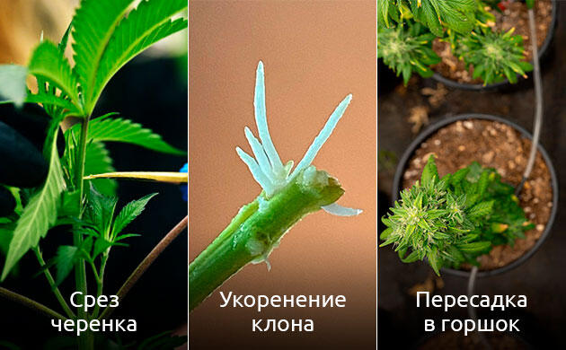 Процесс клонирования марихуаны с укоренением черенков Процесс клонирования конопли