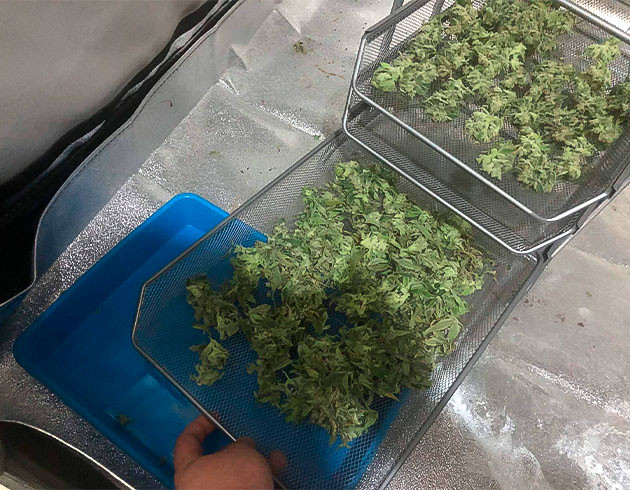 Общие впечатления от грова Green Crack 2.0 Харвест марихуаны