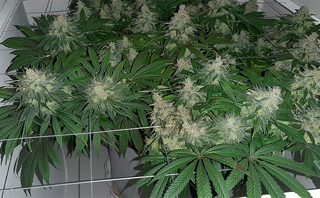 Замена ламп при выращивании Glue Sherbet Glue Sherbet: Баланс удобрений