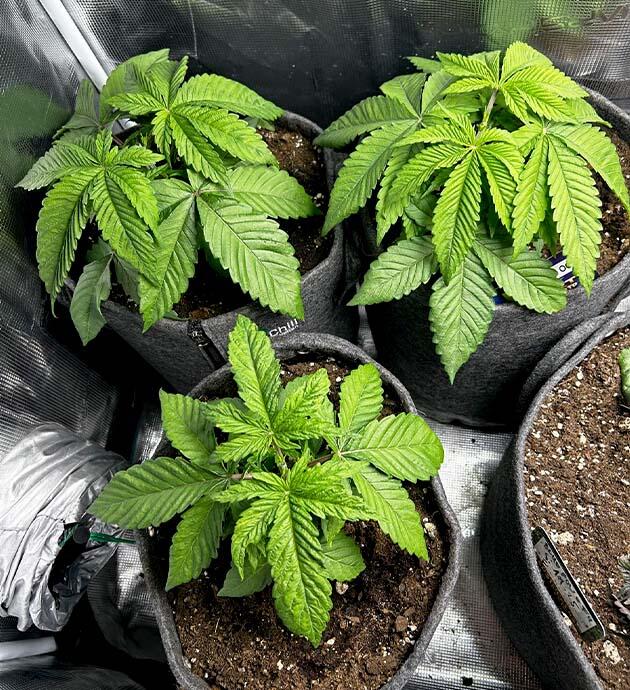 Топпинг и полезные микроорганизмы для конопли Кусты RS11 x Banana OG ростом 20 см