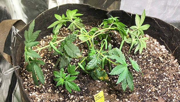 Топпинг и пересадка в горшки Куст после пересадки и топпинга