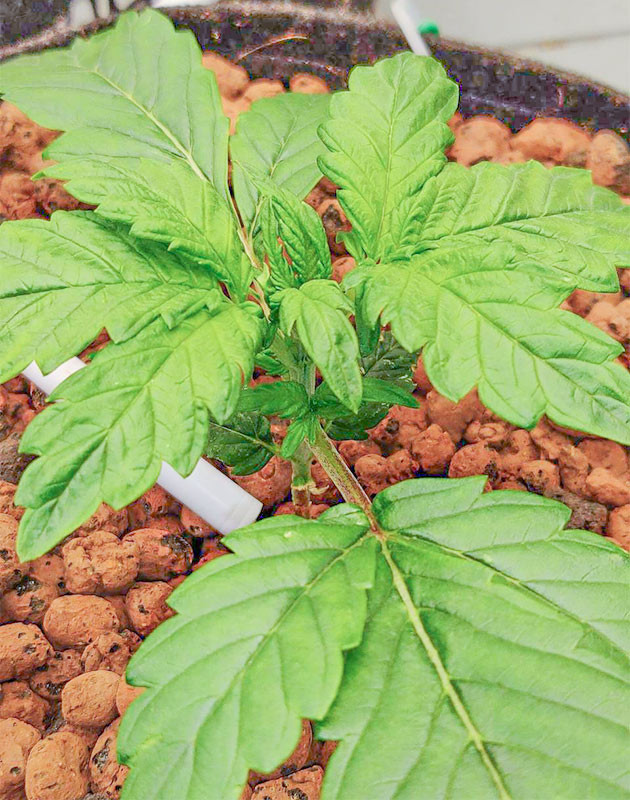 Возвращение к нормальному росту на третьей неделе Strawberry Gorilla Auto: улучшение состояния ростка