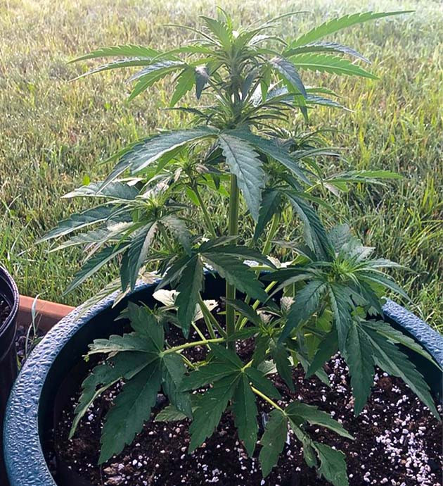 Тренировка растения Original Jack Herer Auto Подготовка куста Original Jack Herer Auto к цветению