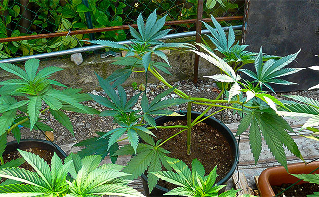 Топпинг и пересадка Runtz Fast Flowering Уход за кустами Runtz Fast Flowering: горшки и удобрения