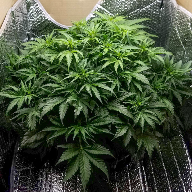 Куст конопли Lemon AK auto fem на 5 неделе выращивания Марихуана Lemon AK auto fem на 5 неделе гровинга