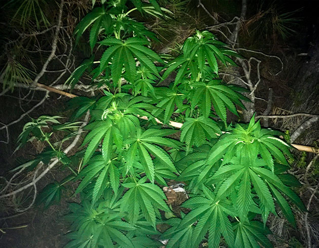 Установка ветки для поддержания растения Ветка для поддержки куста