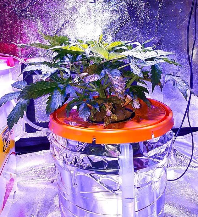 Ожоги vs аппетит: парадокс Northern Lights Почему Northern Lights стал больше пить?