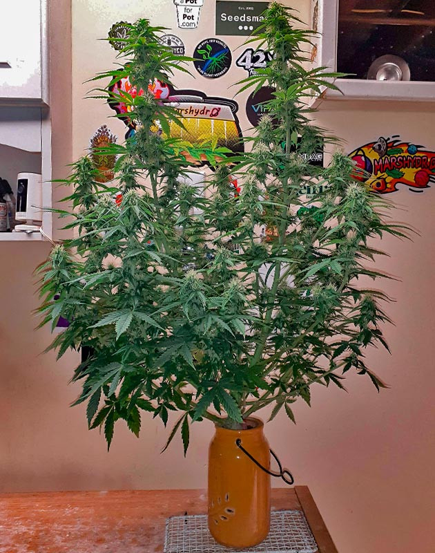 Активный рост соцветий и установка угольного фильтра Куст Sour Diesel Auto от Herbies Seeds на стадии цветения