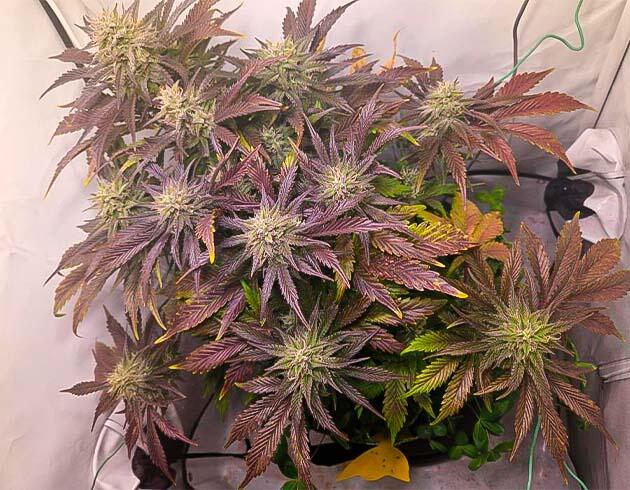 Куст Lemon Cherry Gelato Auto R3 на 9 неделе развития