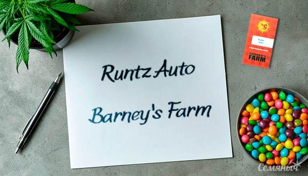 Гроурепорт сорта Runtz Auto от сидбанка Barney's Farm