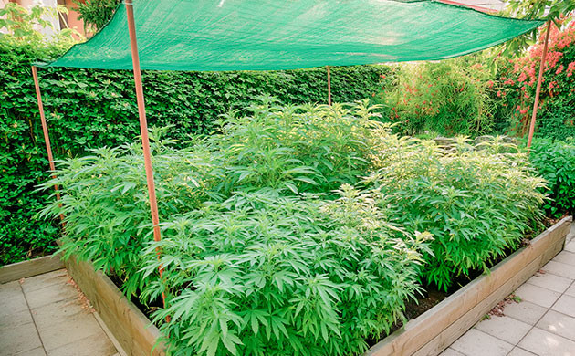 Методы защиты конопли от перегрева и засухи Особенности ухода за коноплёй в условиях жары и засухи