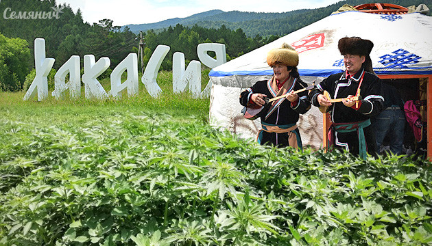 В Хакасии начали выращивать техническую марихуану Конопля в Хакасии