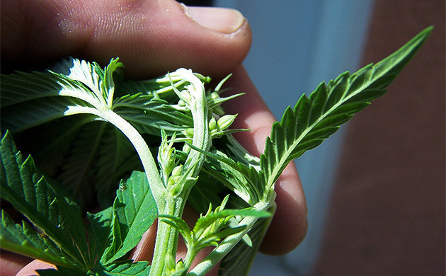 Метод прищипывания Прищипывание конопли