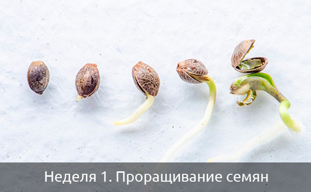 Проращивание семян автоцветущих сортов Проращивание семян автоцветов