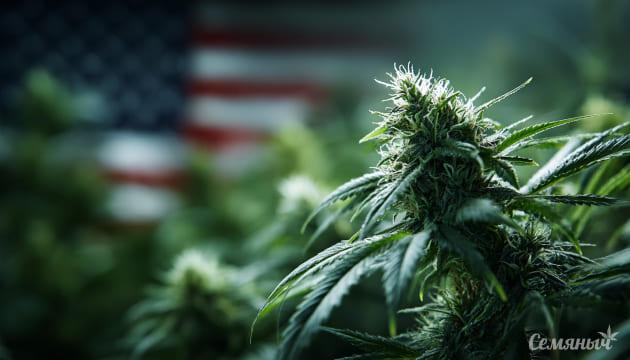 Марихуана приходит на смену сигаретам в США Каннабис обгоняет табак в США