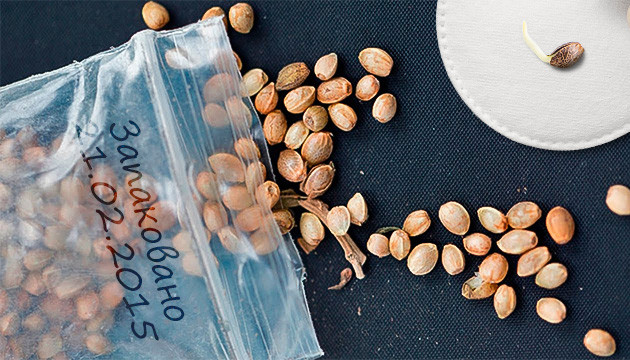 Проращивание старых семян конопли Проращивание лежалых семян