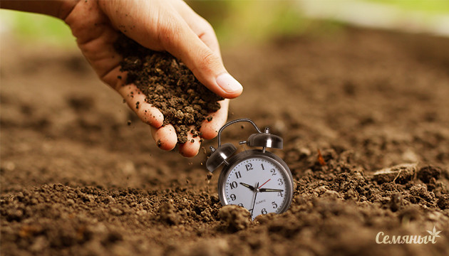 Проращивание автоцветущих семян конопли Способы проращивания семян