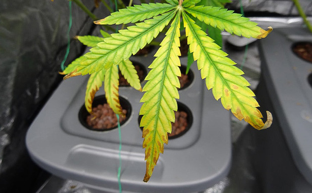 Симптомы теплового стресса у каннабиса Последствия теплового стресса для растений