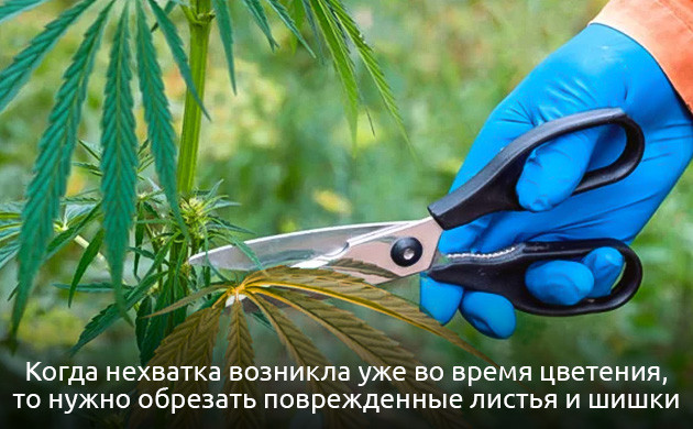 Как устранить недостаток молибдена у каннабиса Устранение дефицита молибдена у конопли