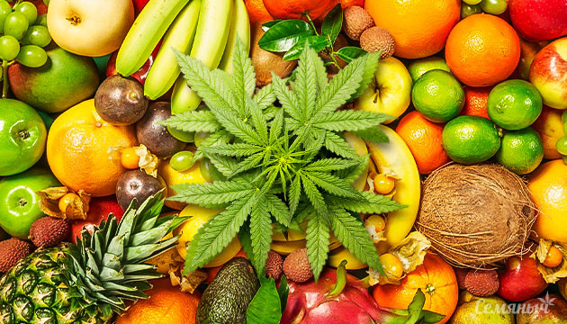 Терпены конопли: чем больше, тем лучше