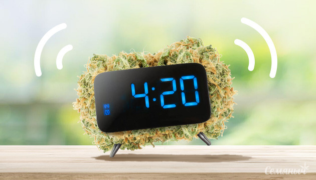 Проверь свои знания о культуре 420 Тест на знание культуры 420