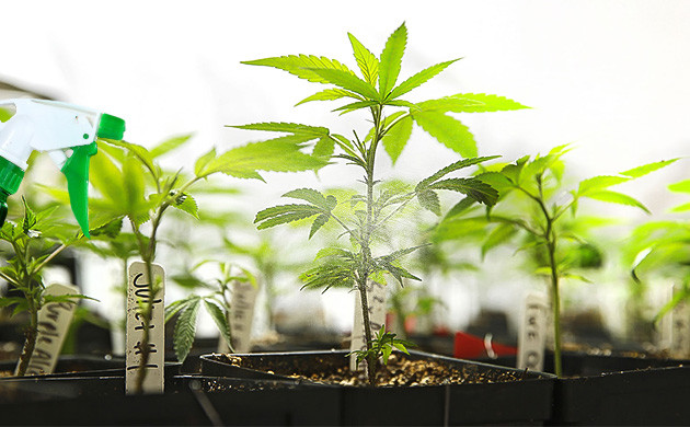 Правильный уход за клонами Уход за клонами конопли