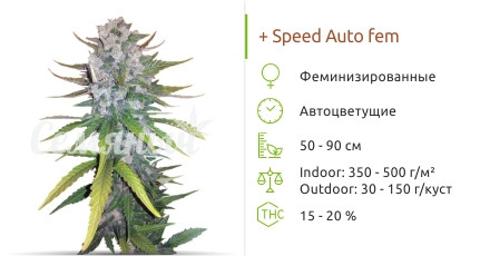 Сорт марихуаны + Speed Auto + Speed Auto от Sweet Seeds