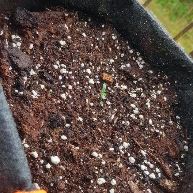 Проращивание конопли Росток сорта Orange Apricot Glue XL Auto