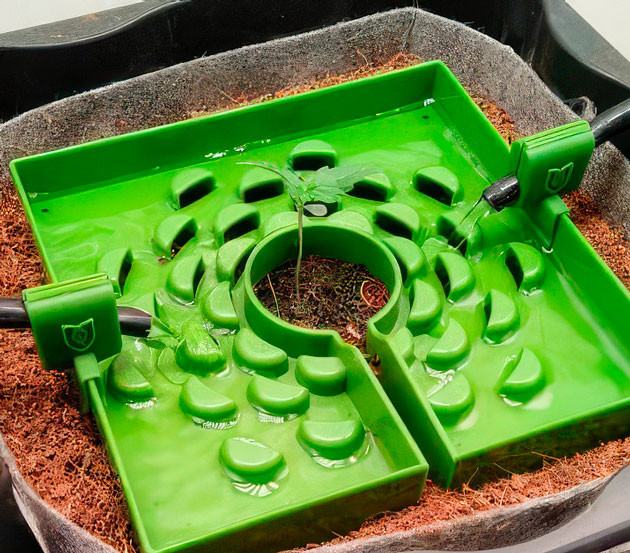 Пересадка в большой горшок и активное развитие Росток Auto Orange Bud от Dutch Passion на 1 неделе