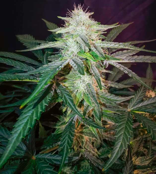 Активное развитие соцветий на седьмой неделе Конопля ростом 47 см