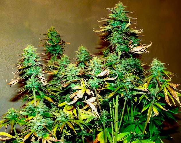 Ожог от питательных веществ на листьях конопли Листья конопли после ожога от удобрений