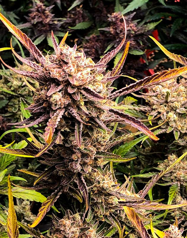 подготовка к харвесту Gelato Auto