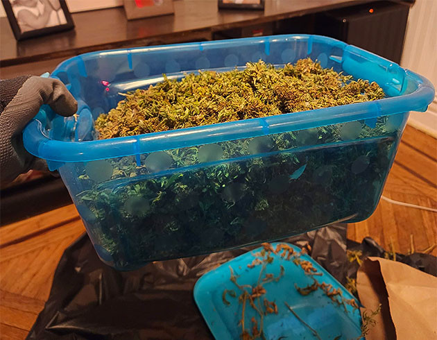 Сбор урожая с кустов Runtz Punch Сбор урожая Runtz Punch