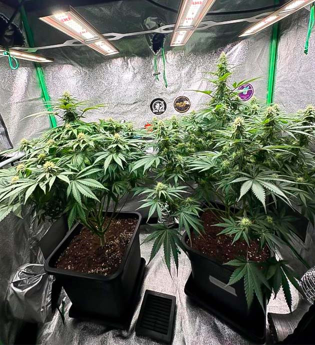 Цветение конопли Кусты Biscotti Mintz на 11 неделе выращивания