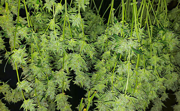 Харвест конопли Срубленные ветви каннабиса