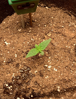 Появление второй пары листьев