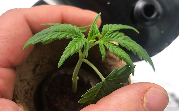 Первая неделя выращивания в торфяной таблетке Росток Grandmommy Purple в торфяной таблетке