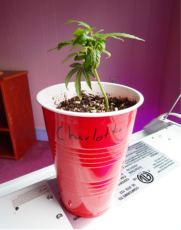 Первая неделя клона в индоре 7 сантиметровый клон конопли