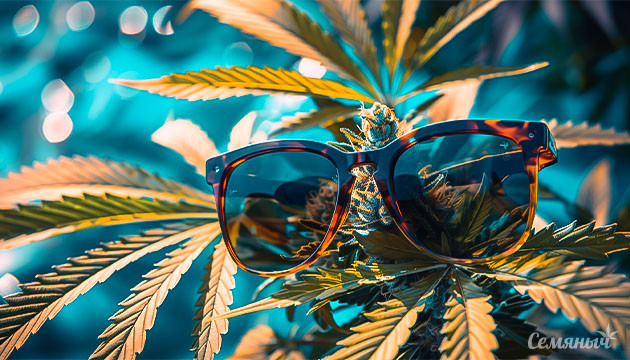 День солнцезащитных очков День солнцезащитных очков