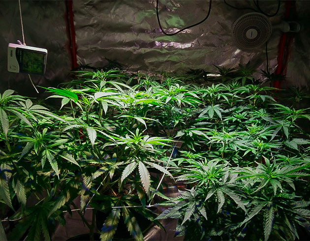 Подготовка куста Wedding Gelato к цветению Тренировка растения Wedding Gelato