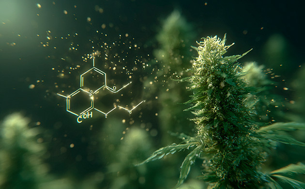 Каннабиноиды конопли: ТГК и другие ключевые соединения Основные каннабиноиды конопли и их свойства