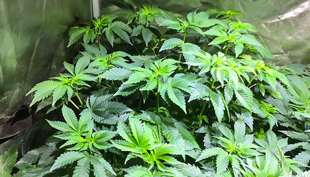 Увеличение количества базовых удобрений Куст Tropicanna Banana