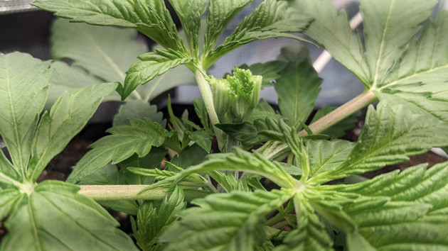 Zoap: начало тренировок Уход после FIM-обрезки