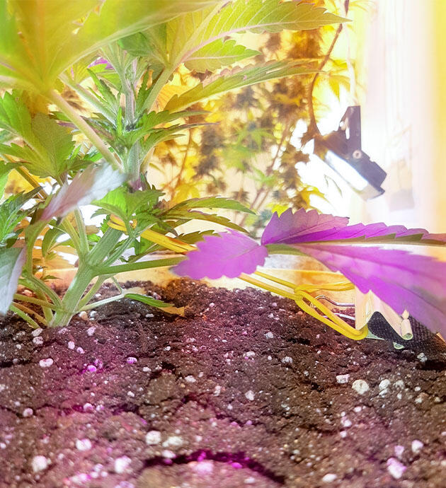 LST-подгиб конопли