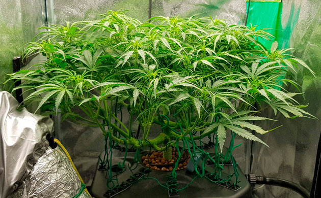 Первые дни цветения конопли Аккуратно сформированная крона после растяжки ветвей