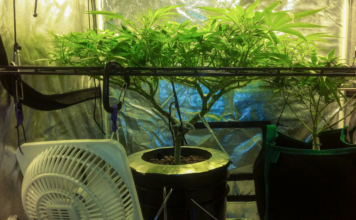 Дефолиация конопли Куст после дефолиации