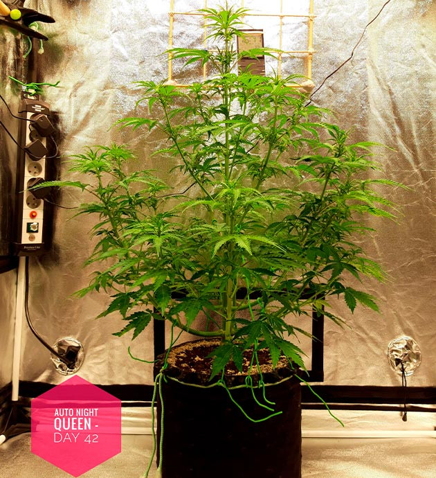 Появление точек роста шишек Куст на 42 день выращивания