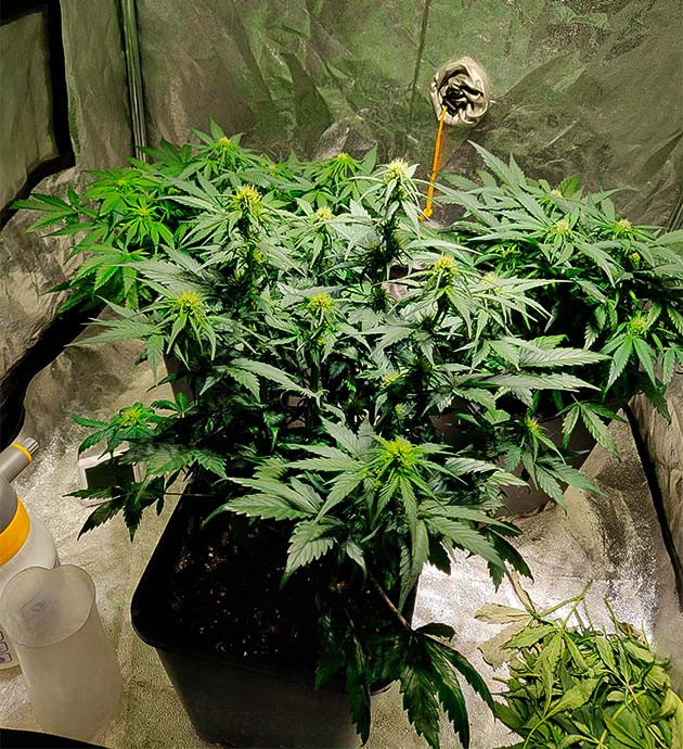 Перевод на цветение растения Zkittlez Auto Стимуляция цветения сорта Zkittlez Auto