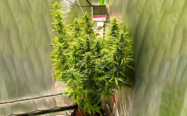 Развитие кустов на 7 неделе Куст на 7 неделе выращивания