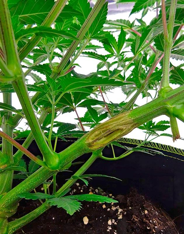 Последняя неделя веги: контроль высоты перед стартом цветения Мягкое разминание стебля каннабиса перед переводом на цветение